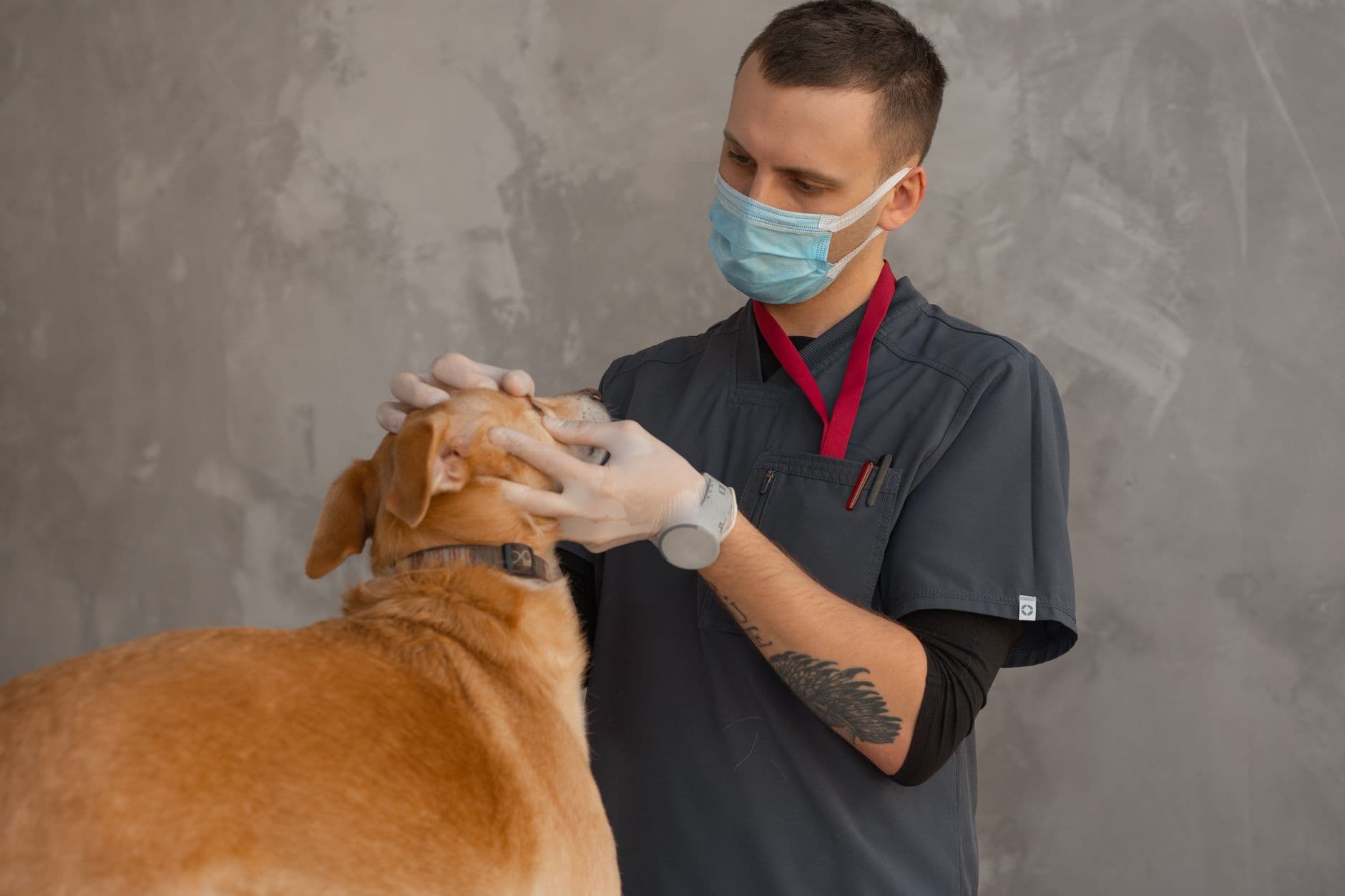 A professional veterinarian in mask examines a dog indoors during a checkup.