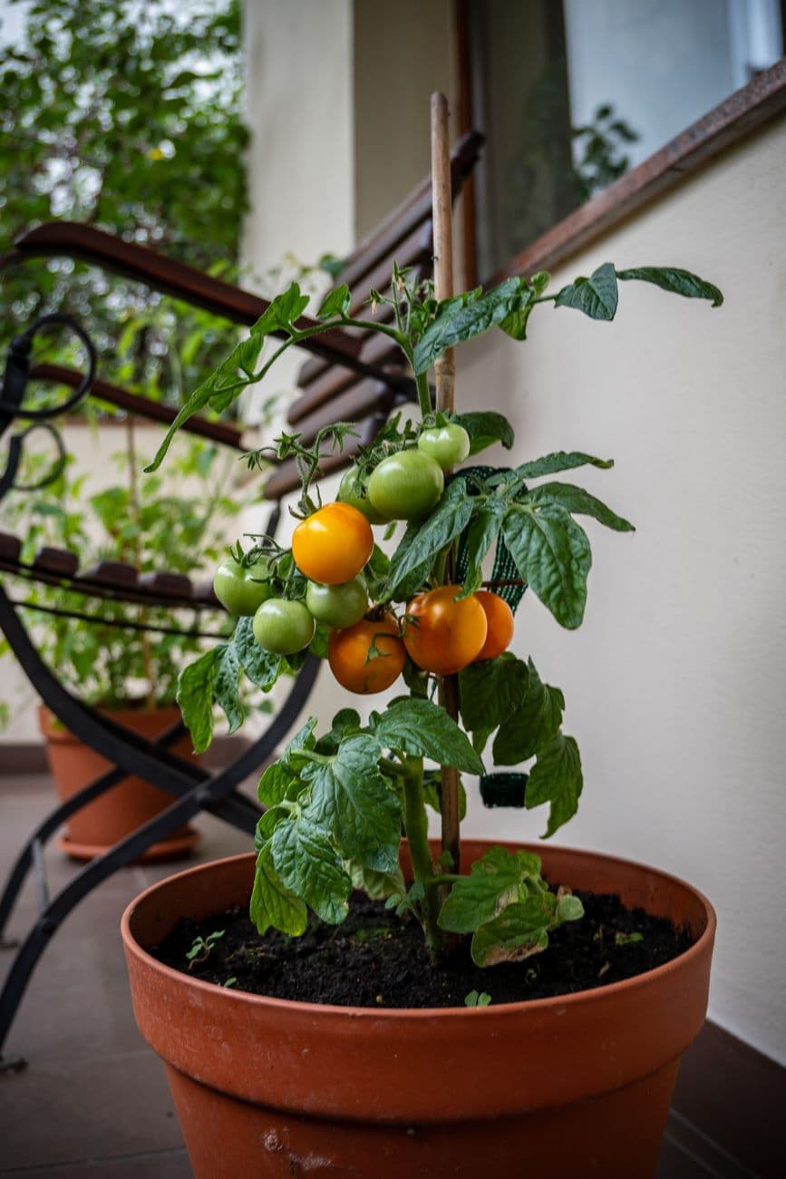 Cherry tomato plant growing in a terracotta pot on a balcony.