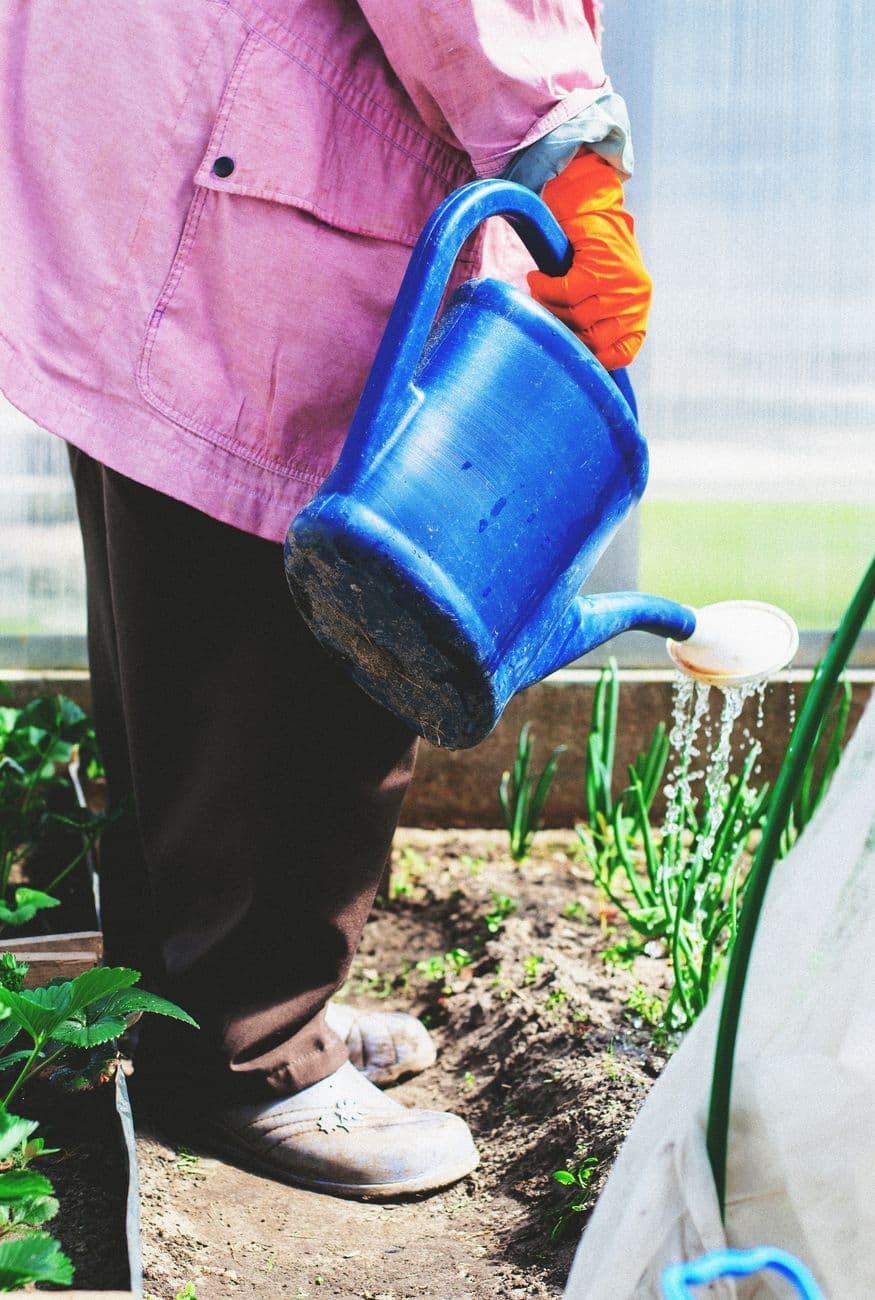 Adult gardener in greenhouse watering plants with blue can, wearing gloves and brown pants.