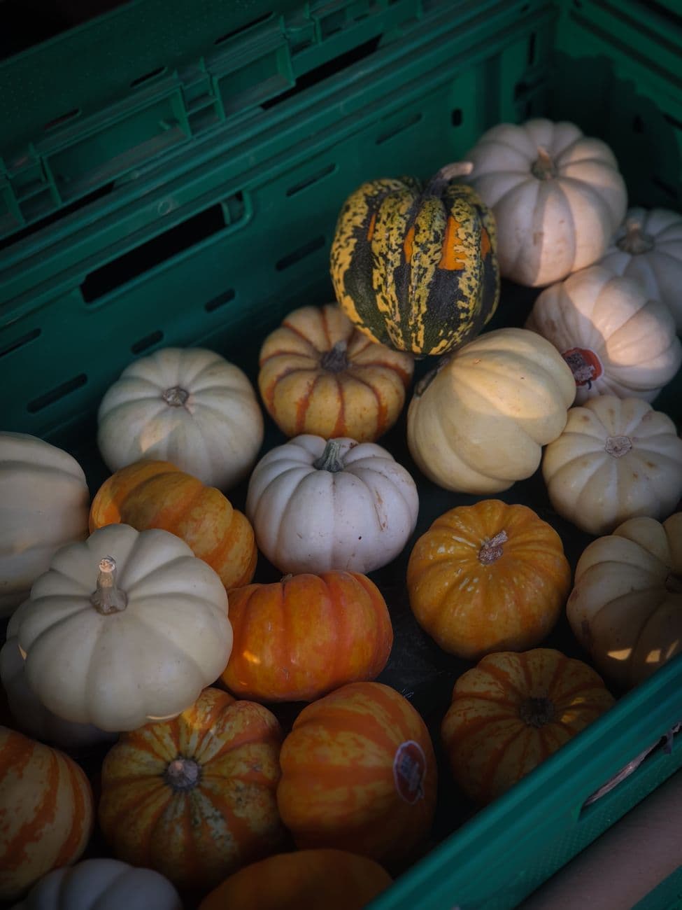 A collection of colorful small pumpkins arranged in a green crate, perfect for autumn decor.