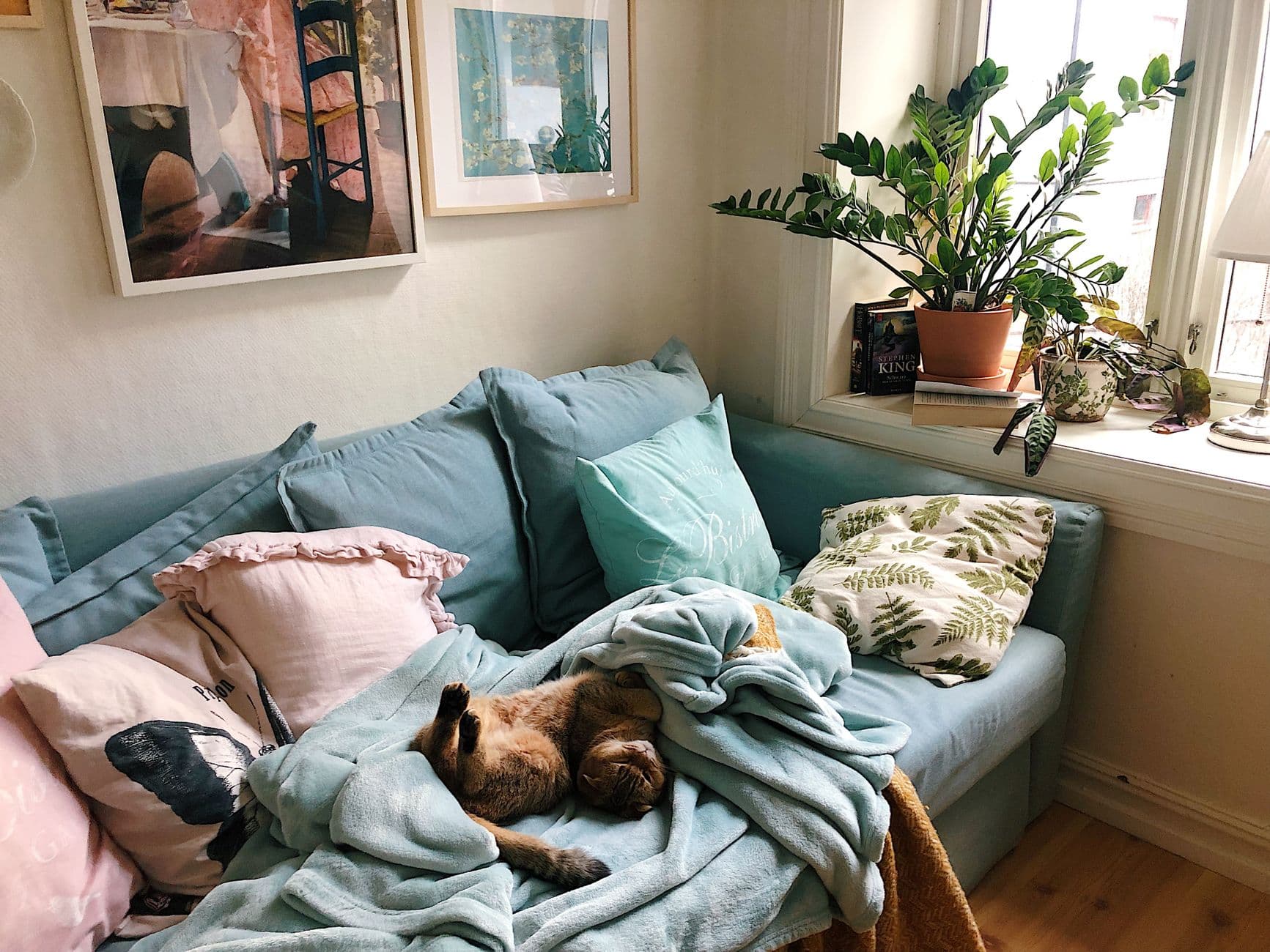 A cat lounging on a comfy blue sofa surrounded by pillows and plants in a sunlit living room.