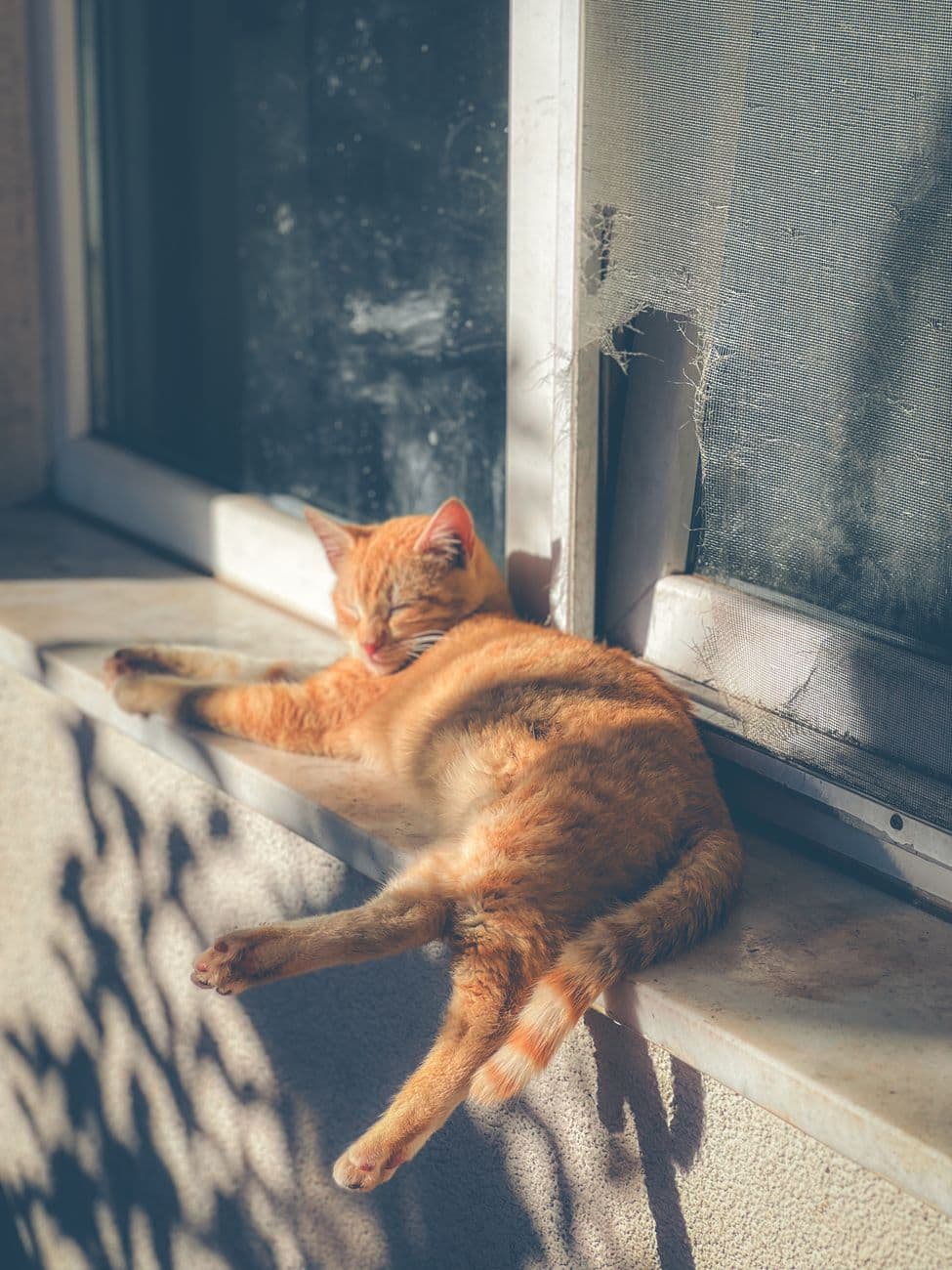 A ginger cat peacefully sleeping on a sunlit windowsill, enjoying the warmth and light.