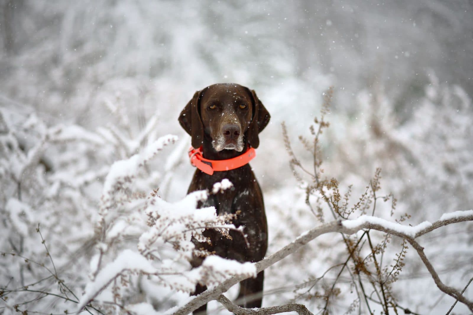Brown German Shorthaired Pointer with orange collar in a snowy landscape, ideal for winter wildlife themes.