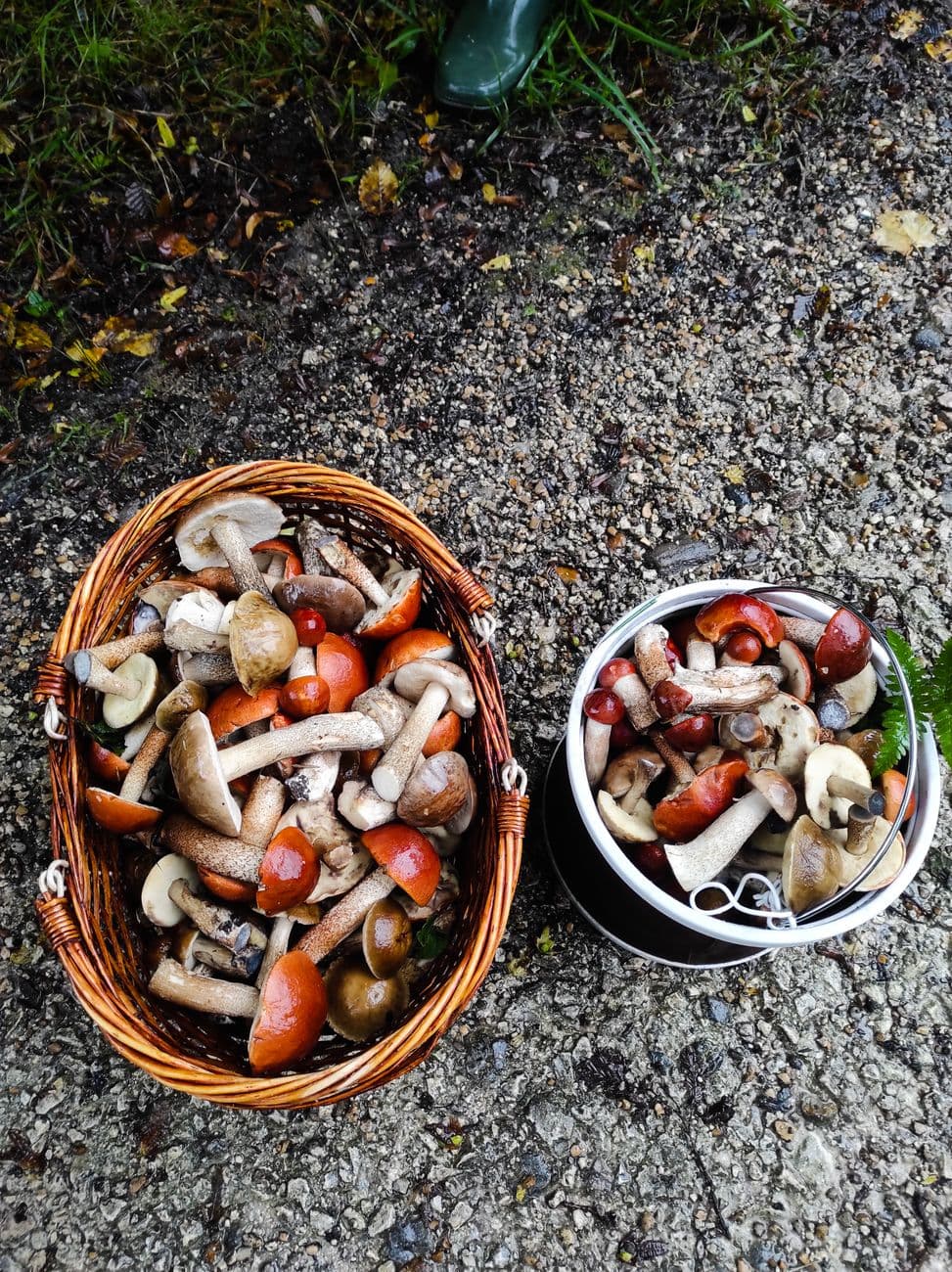 Baskets brimming with freshly picked mushrooms in a French forest setting.