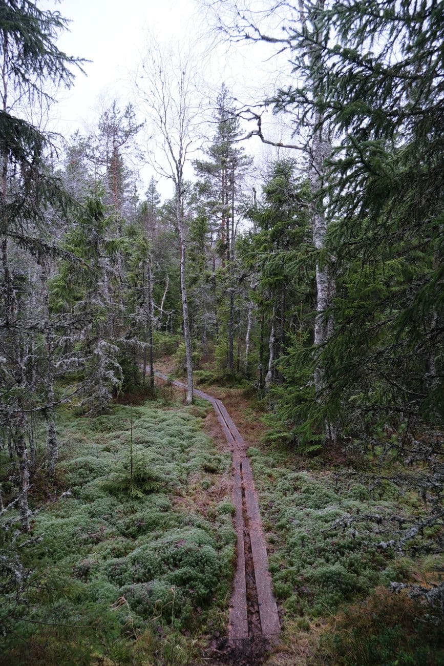 Discover a serene pathway through lush Swedish forest, a perfect nature escape.