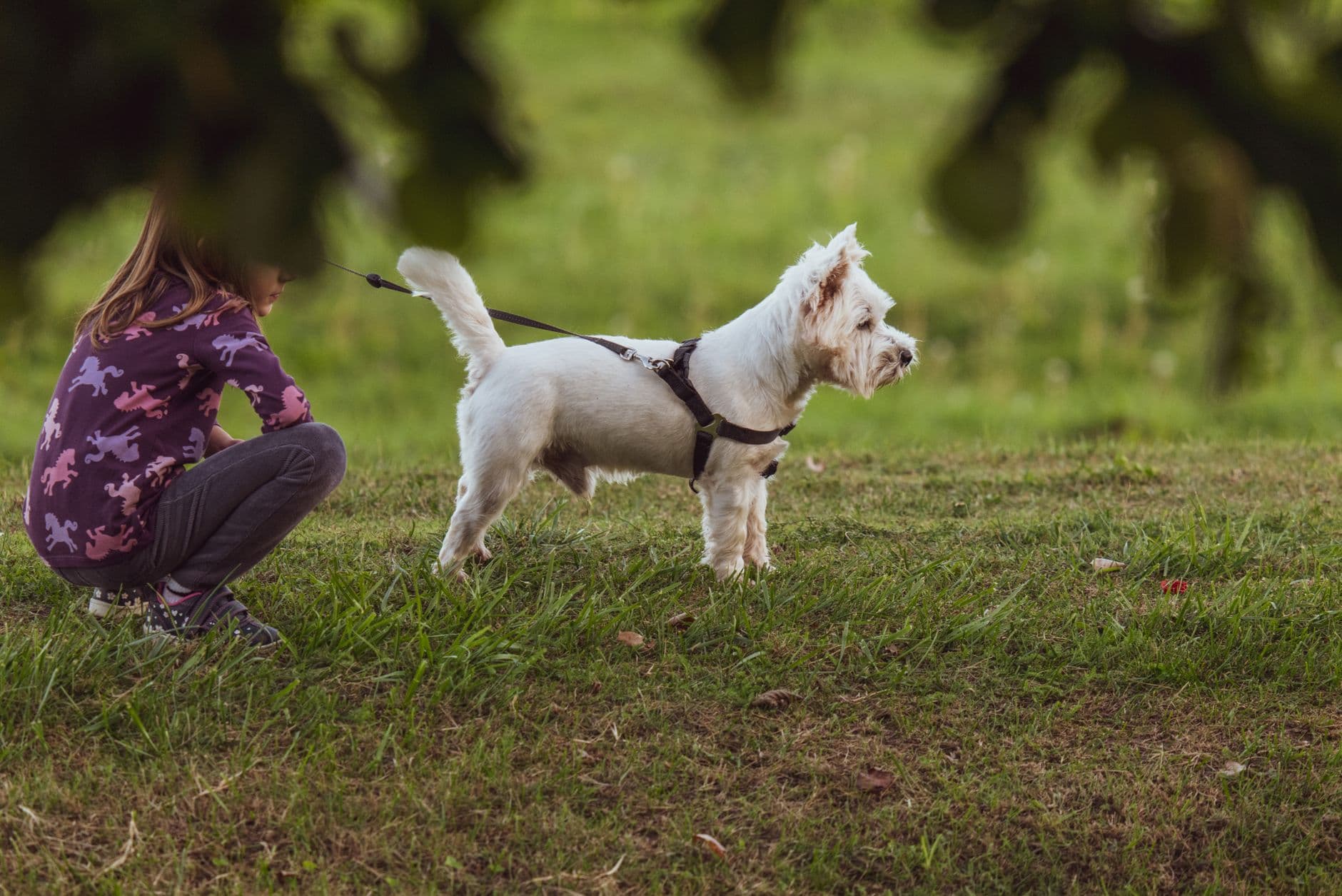 A young girl crouching with her West Highland White Terrier on a grassy field in summer.