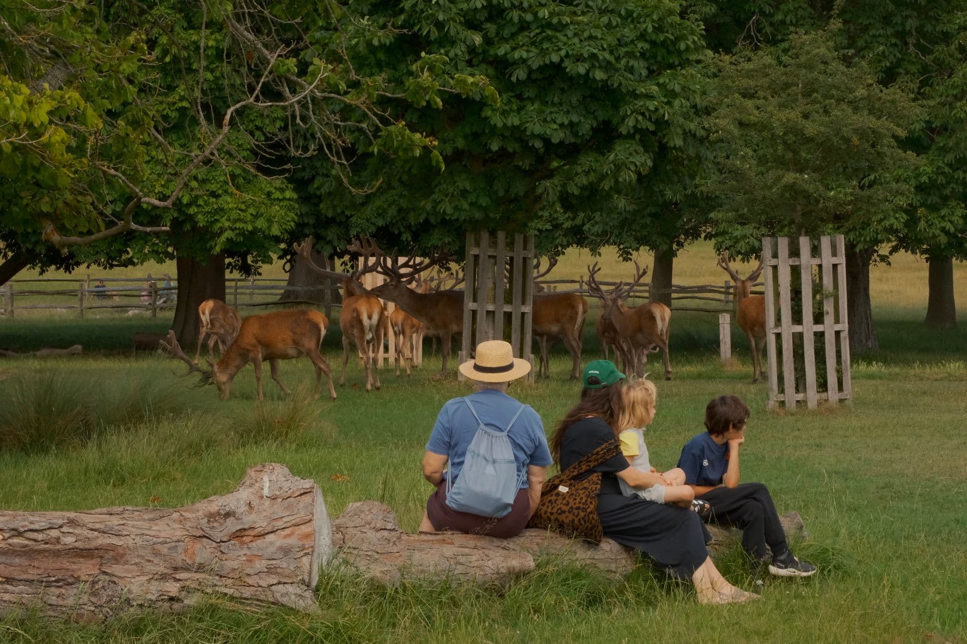 A family relaxes while watching deer in a peaceful park during a summer day.
