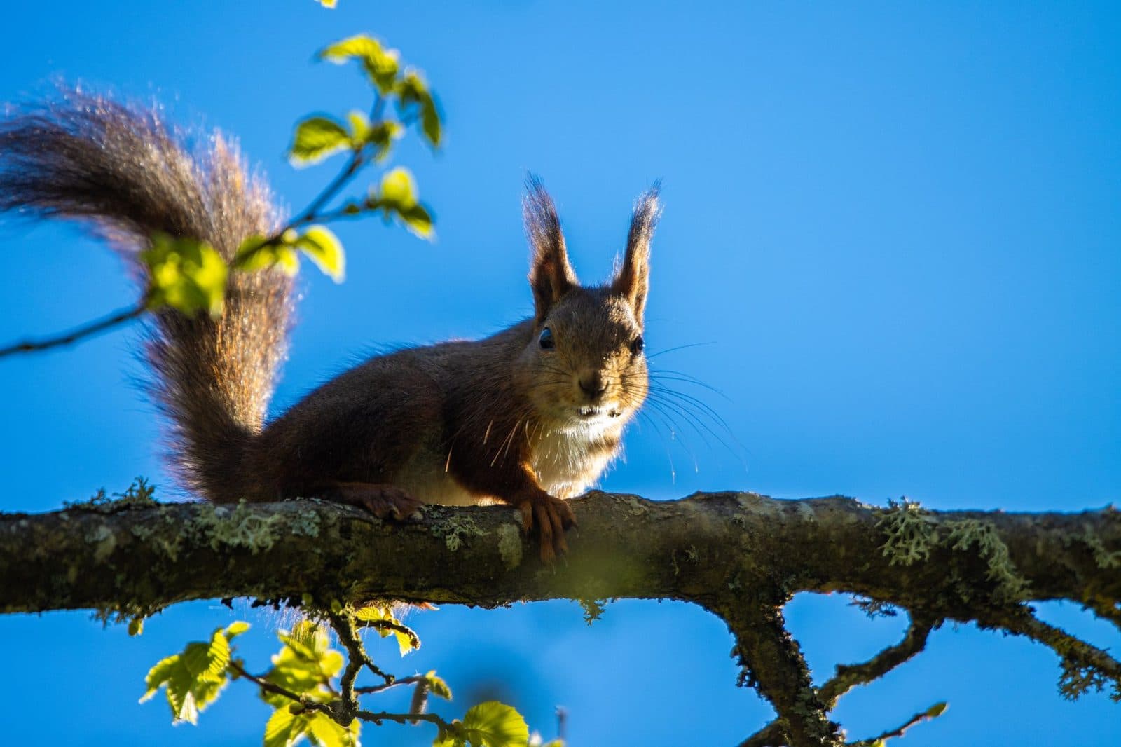 A red squirrel perches on a tree branch in a sunlit forest against a bright blue sky in Jönköping, Sweden.