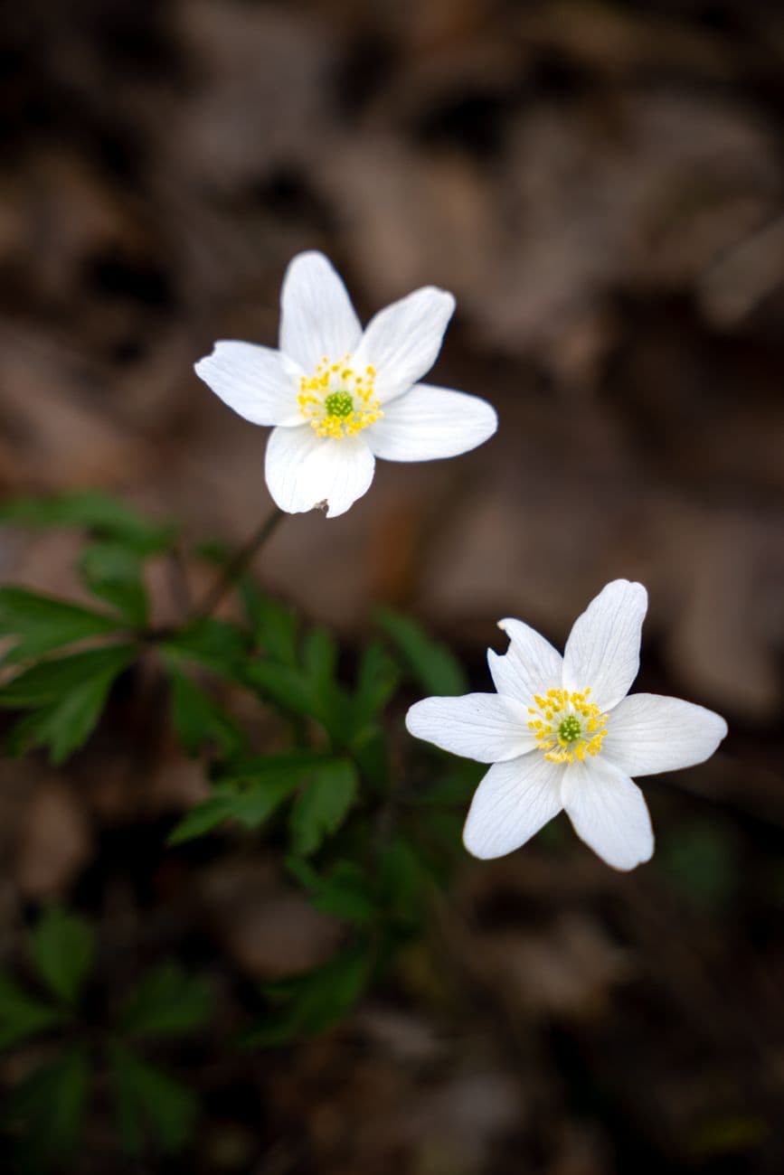 Beautiful white wood anemones blooming in natural habitat, signaling spring's arrival.